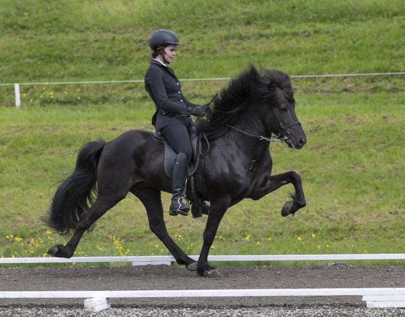 Kveikur and Aðalheiður on Landsmót 2018 photo: Eiðfaxi