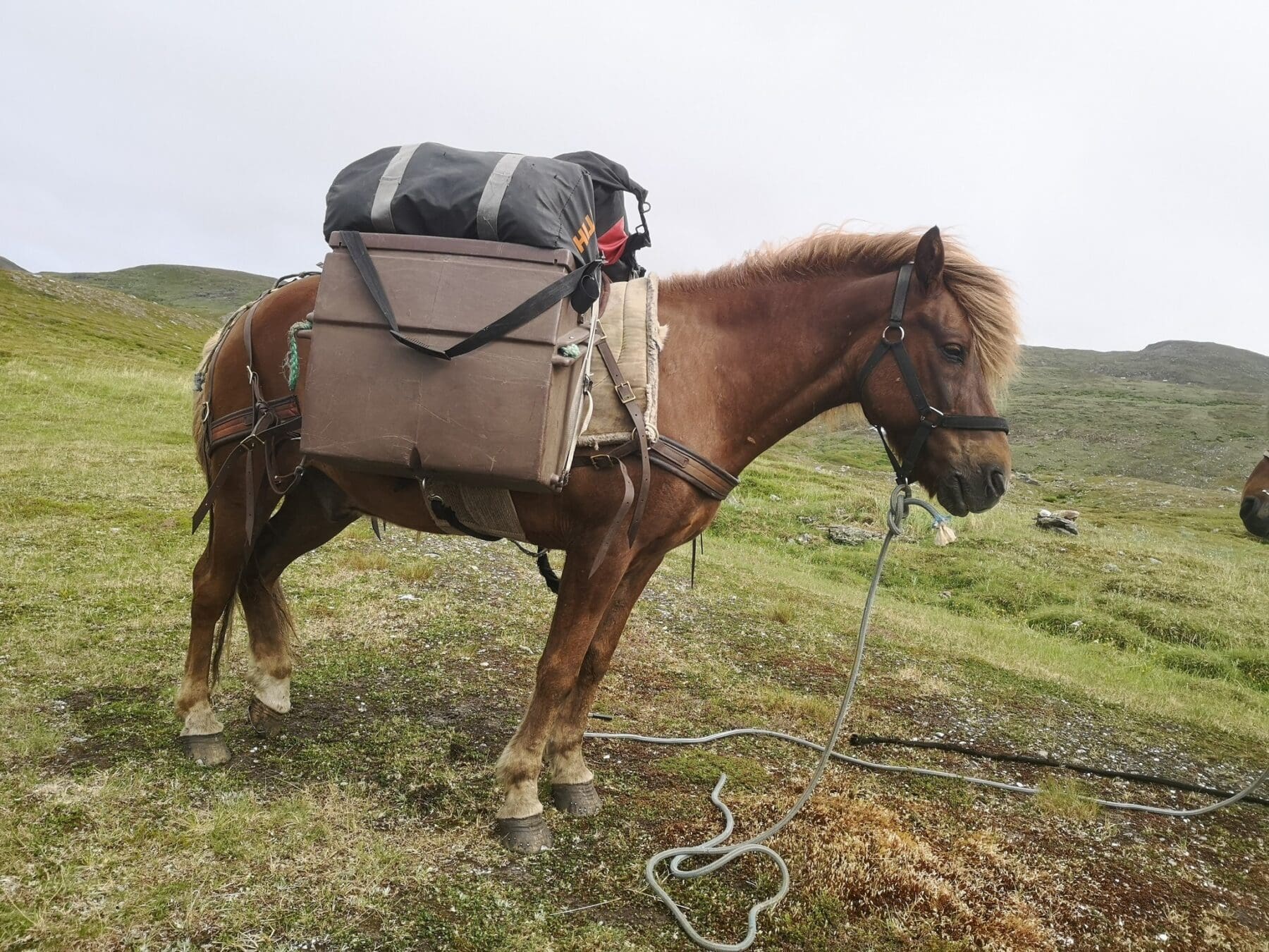 138 daga ferðalag á hestum yfir endilangan Noreg | Eidfaxi.is